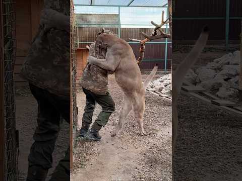 Puma Braige Knocked Anton Down For The First Time Animals Braige Cat
