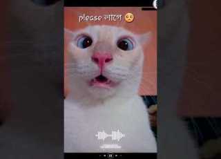 Porena Eye Er Polok Song Porena Chokher Polok Cover Song Porena Eye Er Polok Cover Song Cat
