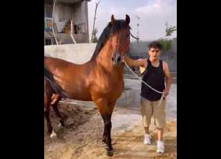 الخيل البرݣي المحروݣ