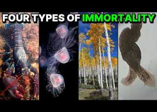 Immortality In Nature Explained