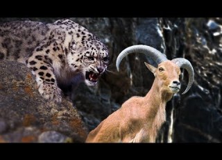 روعة الفهد الجبلي وذكاء جاكوار في البحث عن الصيد من الافضل