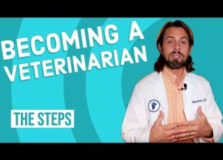 How To Become A Veterinarian The Path