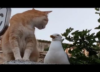  CATS Masters Of Weird And Unpredictable Antics