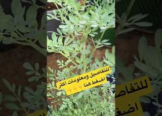  نبات الشذاب وأهمية تواجده بحديقة المنزل Shorts Shortvideo الزراعة المنزلية Fyp