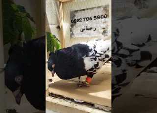 سینه سیاه نر پرشی ۱۲۰۰ت چشم نوک ناخن سفید روکمر بالا رنگ واکسی