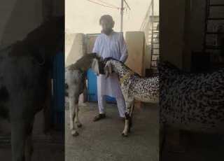 Ma Sha Allah Top Quality Sojat Makka Chini Goat Bakr Bakr Balk
