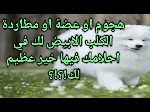 تفسير حلم الكلب الابيض يهاجمني يطاردني يعضني تفسير حلم هجوم الكلب الابيض او عضة الكلب الابيض المنام