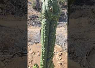  CV Texas Torch