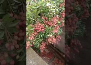 Litchi Tree Very Litchi Come And Eat