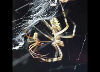 Argiope Bruennichi Mating Spider Sex Is Scary