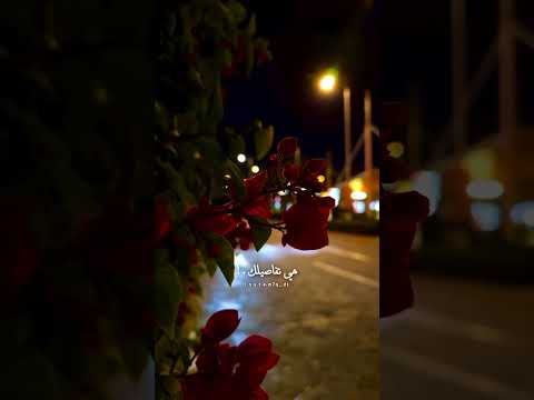 تفاصيلك خذتني لك ذوق تفاعلوا شيلات شيلة مشعل الشراري غريب ال مخلص عبدالله ال مخلص