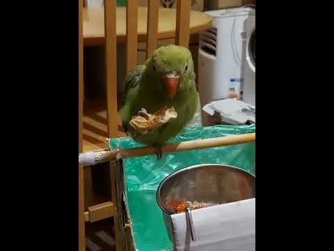 Coco Eats Pistachios