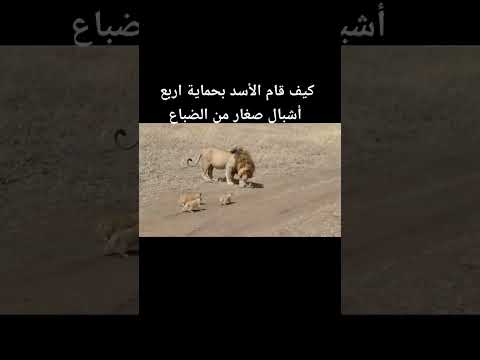 كيف قام الاسد بحمايه اربع اشبال صغار من الضباع