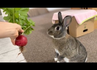 Bad Day This Rabbit Will FIX IT Made My Day