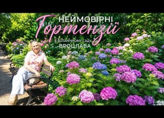КВІТНЕННЯ ВЕЛИКОЛИСНОЇ ГОРТЕНЗІЇ У ВРОЦЛАВІ гортензії ботанічнийсадвроцлава квітненнягортензій сад