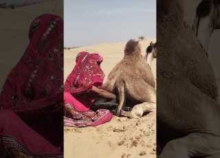  علق القماش الأسود فبذلت المرأة جهدا والجمل لم يتحرك ولا تراجع وكانت جهود كلاهما لا مثيل لها