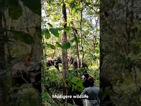 Bheema And Wild Elephant Abhimanyu Elephant Music Trending Animals Wildlife Nature Viral Kalki