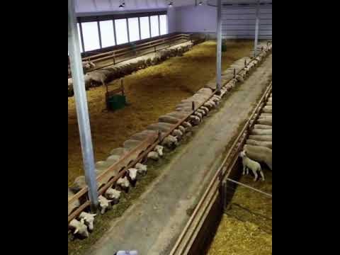 الحظيره الذكيه للاظلاف الصغيره مطلب لا غنى عنه