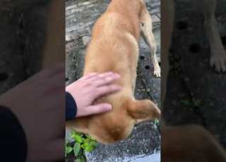 I Found A Dog Near Saket District Court Cute Little Champ Is Clean And Cute Love Dogs Shorts Ind