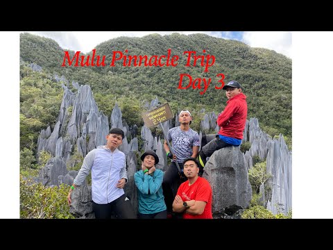 Mulu Pinnacle Trip 2022 Day 3 Mulu National Park Sarawaktourism Malaysiatourism Nationalpark