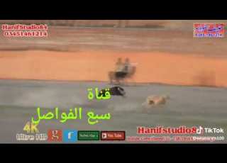 اسرع كلب صيد سلوقي في العالم