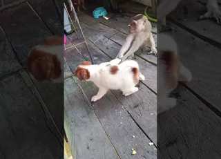  Funny Video Dog And Monkey Fighting