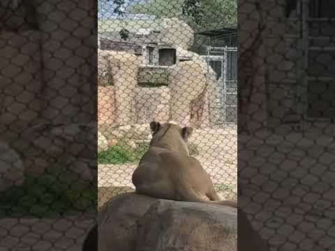 Pretty Sure This Lioness Won T Get What She Wants Shorts Lioness Pretty Sure This Lioness Won T Get What She Wants Shorts Lioness