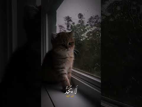 فيا حب فيا وجد قصص واقعية اكسبلور دويتو تفسير Duet لايك ترند تصميمي فيا حب فيا وجد قصص واقعية اكسبلور دويتو تفسير Duet لايك ترند تصميمي