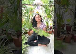  Shami Plant Har Gardener Ke Ghar Ka Silent Protector Rootbound Plant Rescue Plants Gardening