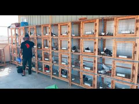 FAHAMU KUHUSU UFUGAJI WA NJIWA FAHAMU KUHUSU NJIWA NJIWA NI BIASHARA FAHAMU KUHUSU UFUGAJI WA NJIWA FAHAMU KUHUSU NJIWA NJIWA NI BIASHARA