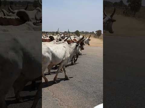 DISCOVER CHAD Cattle Crossing ROAD TRIP In Most Underrated Country CHAD 2021 Chad Travel Africa