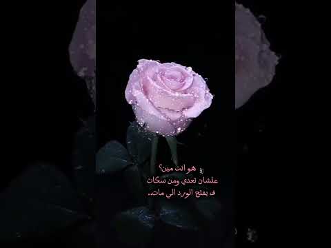 هو انت مين علشان تعدي ومن سكات ف يفتح الورد الي مات انغام