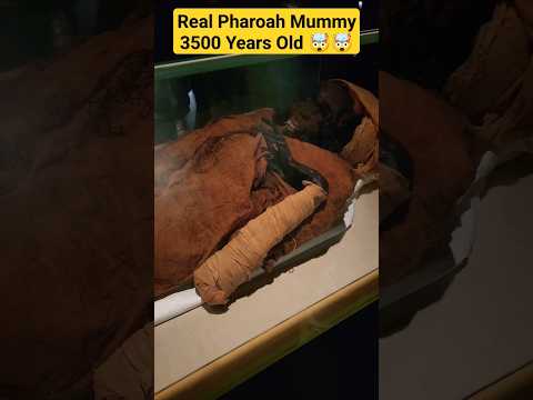 Real Mummy Of Pharoah Firaun Firon