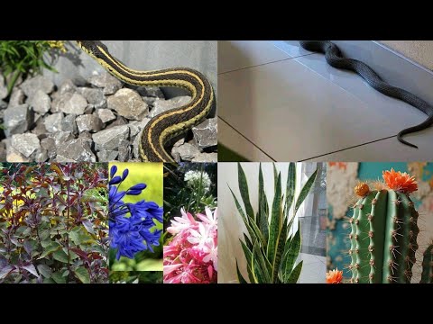 AINA 14 ZA MÍTI NA MAUA UKIPANDA KWAKO NYOKA TANDU HAWASOGEI