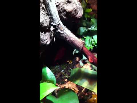 Dendrobates Leucomelas MOV