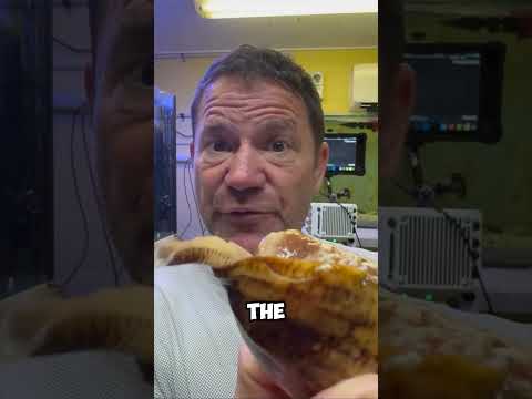 Why People DESTROY These Pink Balls Immediately