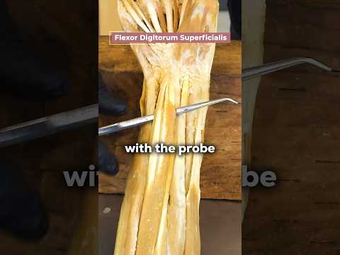 Look At This Real Human Forearm Muscle