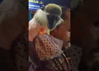 الانسان اصله قرد فريده القرده