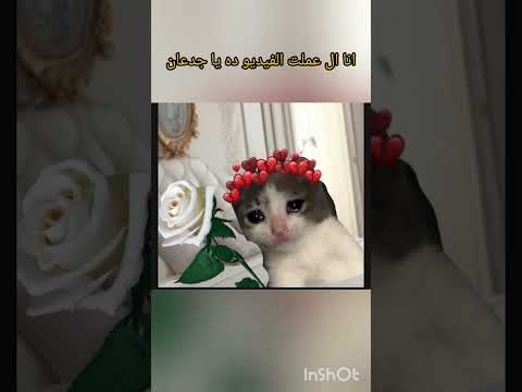 فيروز قالت تتشهر قامت قلبت قطه