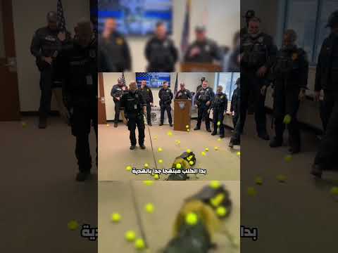 تقاعد الكلب البوليسي