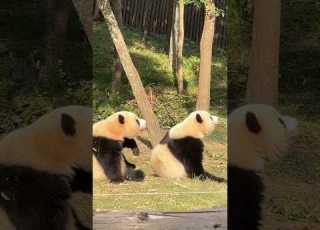 Two Pandas Turn Around In Perfect Sync Like Copy Pasted Utterly Adorable Panda Cute