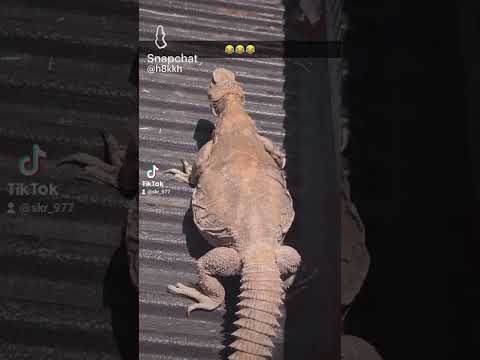 كيف جيت المحبه كيف جيت الغرام