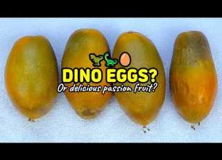 Passiflora Ruby Glow Let S Taste This Dinosaur Egg Looking Passion Fruit