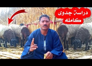 ماهو أربح مشاريع الانتاج الحيواني مشروع تربية الأغنام بالتفصيل للمبتدئين ومعلومـــات هامة
