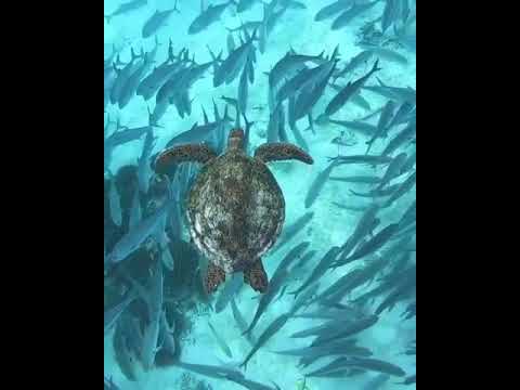 Turn On The Sound Watch A Green Sea Turtle Swim Peacefully To The Sound Of A Humpback Whale