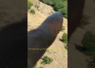  نمادقوغازیااردک دردفینه شکارچی گنج Shorts Short