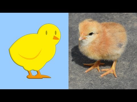Farm Animals Sounds For Children Learn Farm Animal Sounds