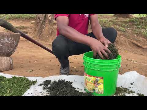 Dawa Ya Asili Inayo Zuia Wadudu Wanaotoboa Mazao Na Ugonjwa Wa Kinyaushi Mnyauko