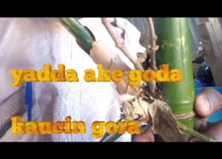 YADDA AKE GODA KAUCIN GORA
