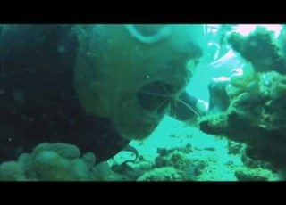  Scarlet Cleaner Shrimp Climbs In Divers Mouth In Hawaii